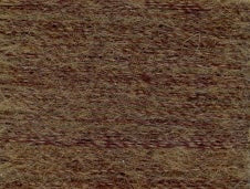 W147 Timber Wolf - Wisper - Rainbow Gallery