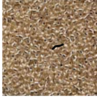 Mill Hill Glass Seed Beads - Petite Champagne- #42027